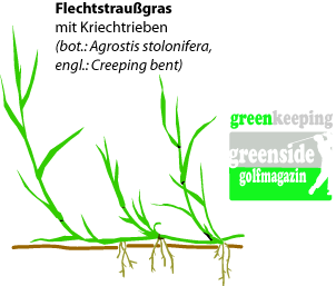 Flechtstraussgras
