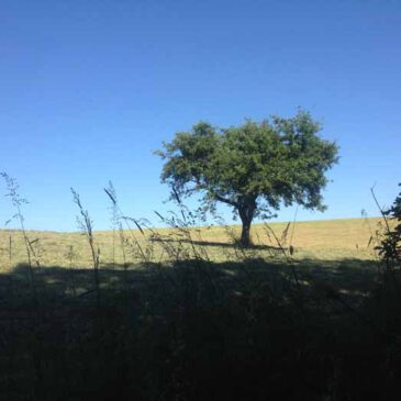 Fotoserie: Apfelbaum am Fuß des Stelberg