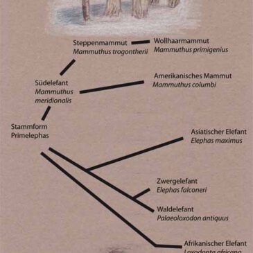 Infografik: Evolution der Elefanten