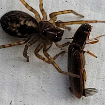 Käfer im Spinnennetz