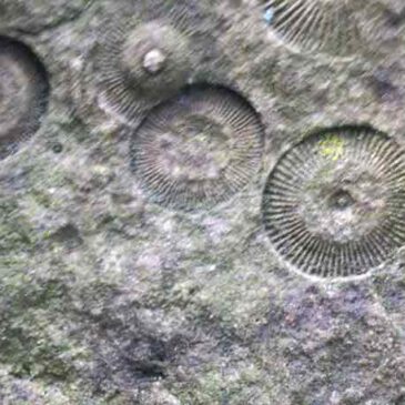 Seelilien-Fossilien aus Lindlar