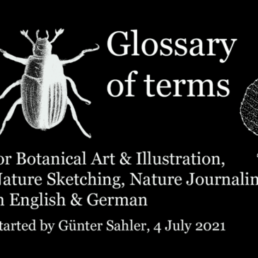 Glossary of terms for Botanical Art & Illustration, Nature Sketching, Nature Journaling in English & German
