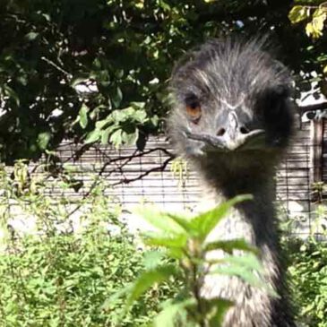 Große Emu