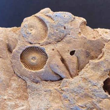 Fossilien in den Sünger Bergen