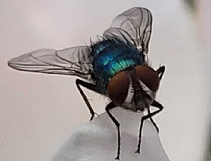 Das Bild zeigt eine Fliege auf einer weißen Rosenblüte.