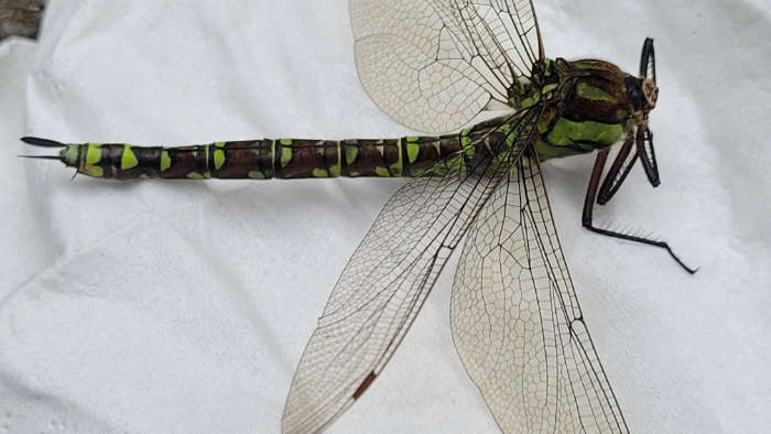 Libelle in den Baumbergen