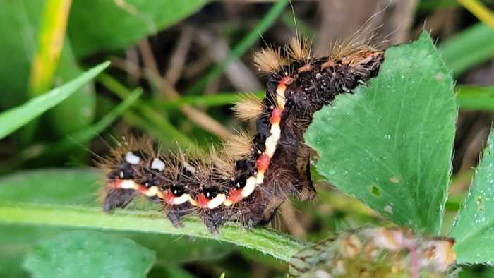 Sünger Berge – Insekten im Oktober 2025