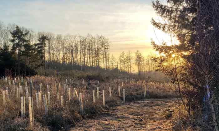 Bachgeräusche und Wintergoldhähnchen