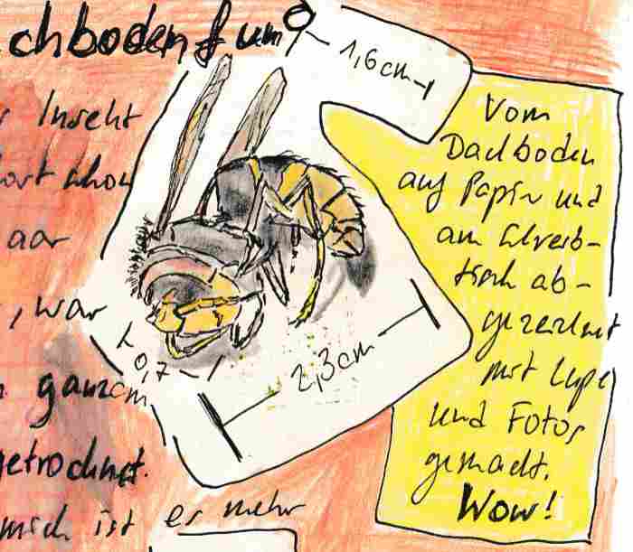 Nature Journaling: Insekten zeichnen 1